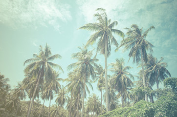Fototapeta na wymiar Palm trees vintage