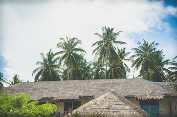 Fototapeta na wymiar Roof and coconut