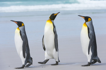 Three king penguins (Aptenodytes patagonica) walking to the sea on a sandy beach, Falkland Islands