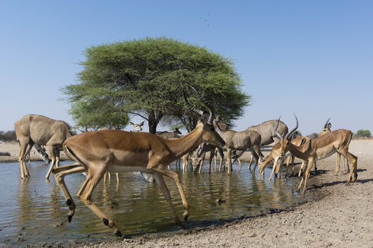 Remote camera image of greater kudus (Tragelaphus strepsiceros) and impalas (Aepyceros melampus) at waterhole, Botswana