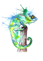 chameleon