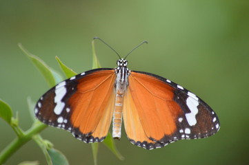 Fototapeta na wymiar Plain tiger butterfly (Danaus chrysippus) or African monarch