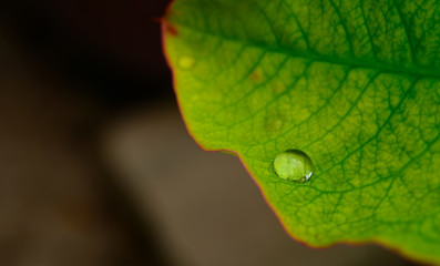 A drop of rain