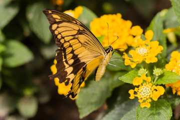 butterfly in closeup