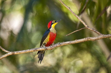 Woodpecker