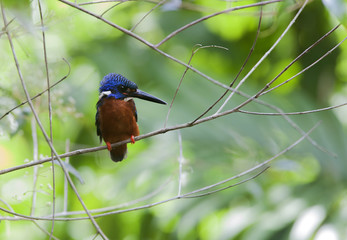 Blue eared Kingfisher. A rare resident bird of Thailand which could be find in the evergreen forests, hill top up to 1200 m.