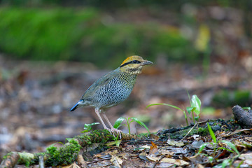 Blue Pitta (female) A common resident bird of Thailand has captured from Khaoyai National Park.