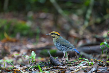 Blue Pitta (female) A common resident bird of Thailand has captured from Khaoyai National Park.