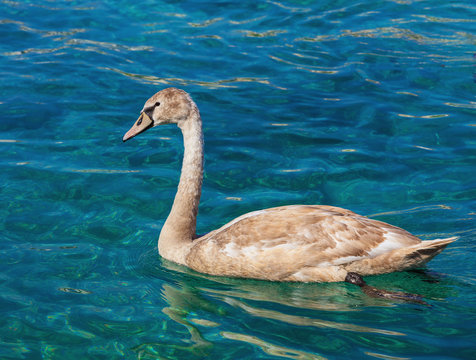 Young swan swimming on Lake Geneva in Switzerland