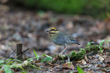Blue Pitta (female) A common resident bird of Thailand has captured from Khaoyai National Park.