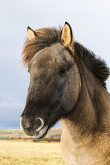 Obraz premium Portrait of an black Iceland Pony