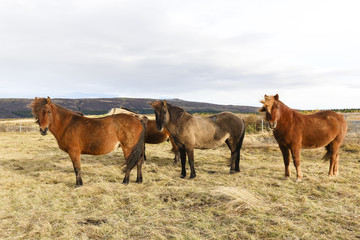 Obraz premium Group of Iceland Ponies