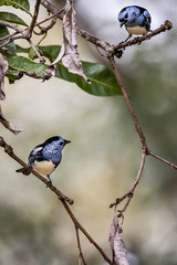 White-bellied Tanager