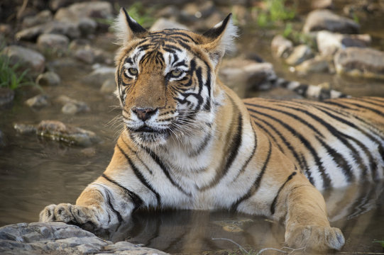 Bengal tiger (Panthera tigris tigris), Ranthambhore, Rajasthan