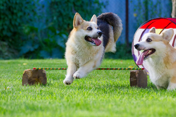 Corgi jumps the agility obstacle on the summer lawn