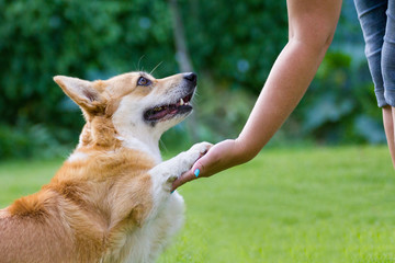 Corgi holds out his paw to his  owner