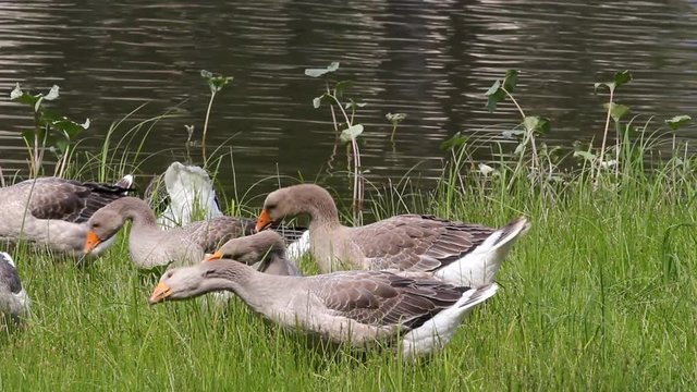 Gray geese eat grass near the river.