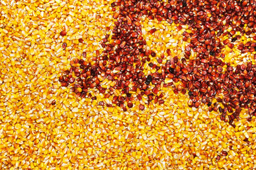 Multi-colored background of corn maize seed