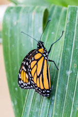 butterfly in closeup