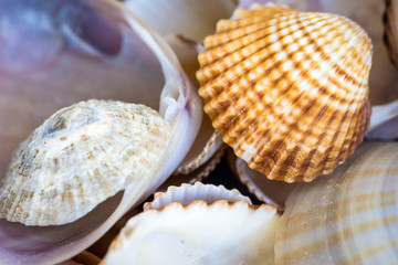 Background with sea shells.