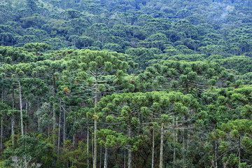 A forest of Parana (Araucaria) pines (Araucaria angustifolia) in the mountains near Sao Paulo, Brazil