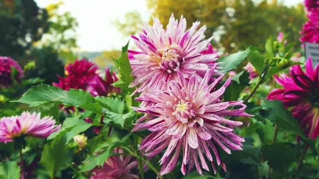 Two blooming dahlias against the background of nature.