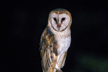 Owl