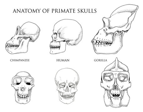 gorilla skull vs human skull