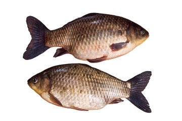 Two  whole unpeeled fish crucian carp isolated on white background. Fresh fish with scales. Freshwater fish from the lake. Life fish.