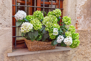 Fototapeta na wymiar Blooming with green flowers hydrangea grows on the windowsill in a wicker basket. Hydrangea in a flowerpot on the window decorates the wall of the house. Northern Italy. Europe.