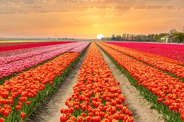 Fotobehang Landscape of Netherlands tulips with sunlight in Netherlands.. © ake1150