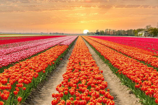 Landscape Of Netherlands Tulips With Sunlight In Netherlands..