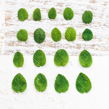 Mint leaves in order of size on a white wooden background
