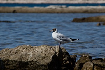 Gull on stone