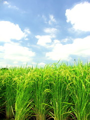 夏の田圃風景