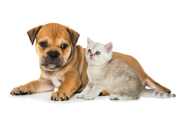 Obraz premium Welpe und Kätzchen