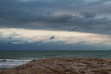 Fototapeta na wymiar Seagull in flight over the sea. Selective focus