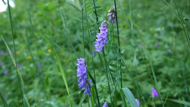 Vetch flowers close up in the field.