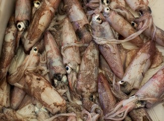 fresh cuttlefish on the local fish market