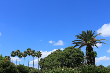 Fototapeta premium 大阪市の自然