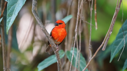 Roter Vogel im Dschungel