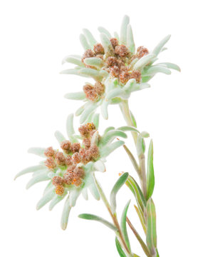 Edelweiss flowers isolated over white