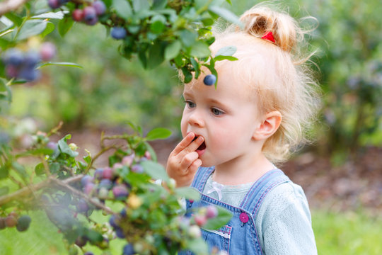 gather blueberries