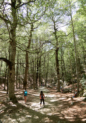 Bosque en la Ruta de Ordesa y Monte Perdido en Huesca, España