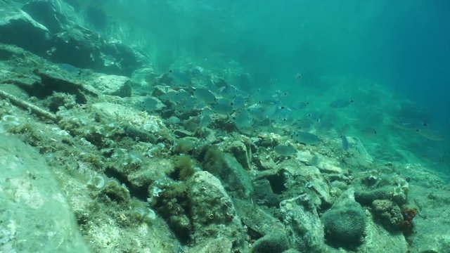 Shoal of fish (mostly saddled seabream, Oblada melanura) over a shallow rocky seabed in the Mediterranean sea, underwater scene, Catalonia, Cadaques, Costa Brava, Spain, 60fps
