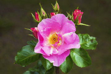 Flower pink rose Andersen