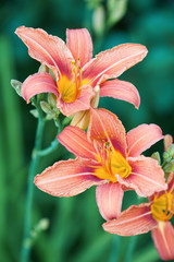 Orange lilies on a background of green grass