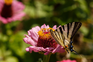 Macro of a Swallowtail Papilionidae butterfly on a zinnia elegans flower against blurred natural background on a bright summer day