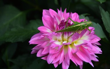 Obraz premium Grüne Heuschrecke auf einer Dahlienblüte