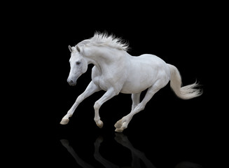 Naklejka na ściany i meble white horse runs isolated on black background